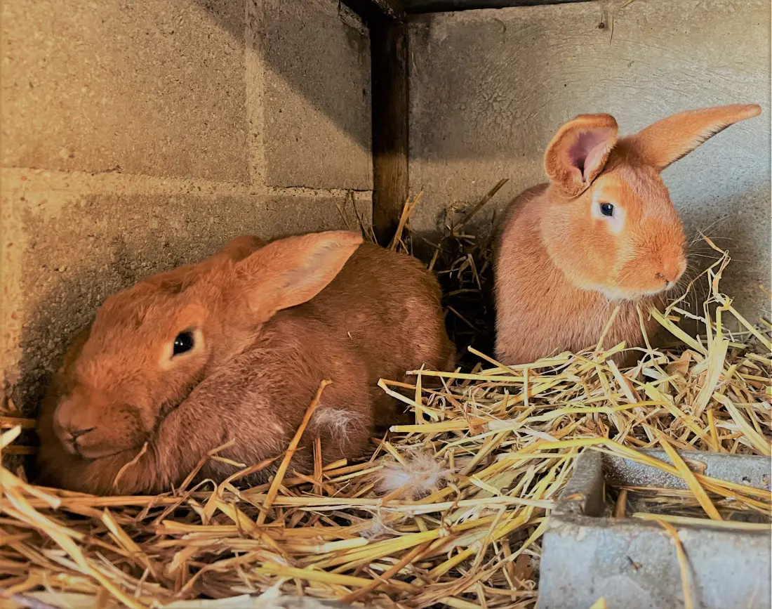 Gîte de France Gite du lapin bleu 3 épis