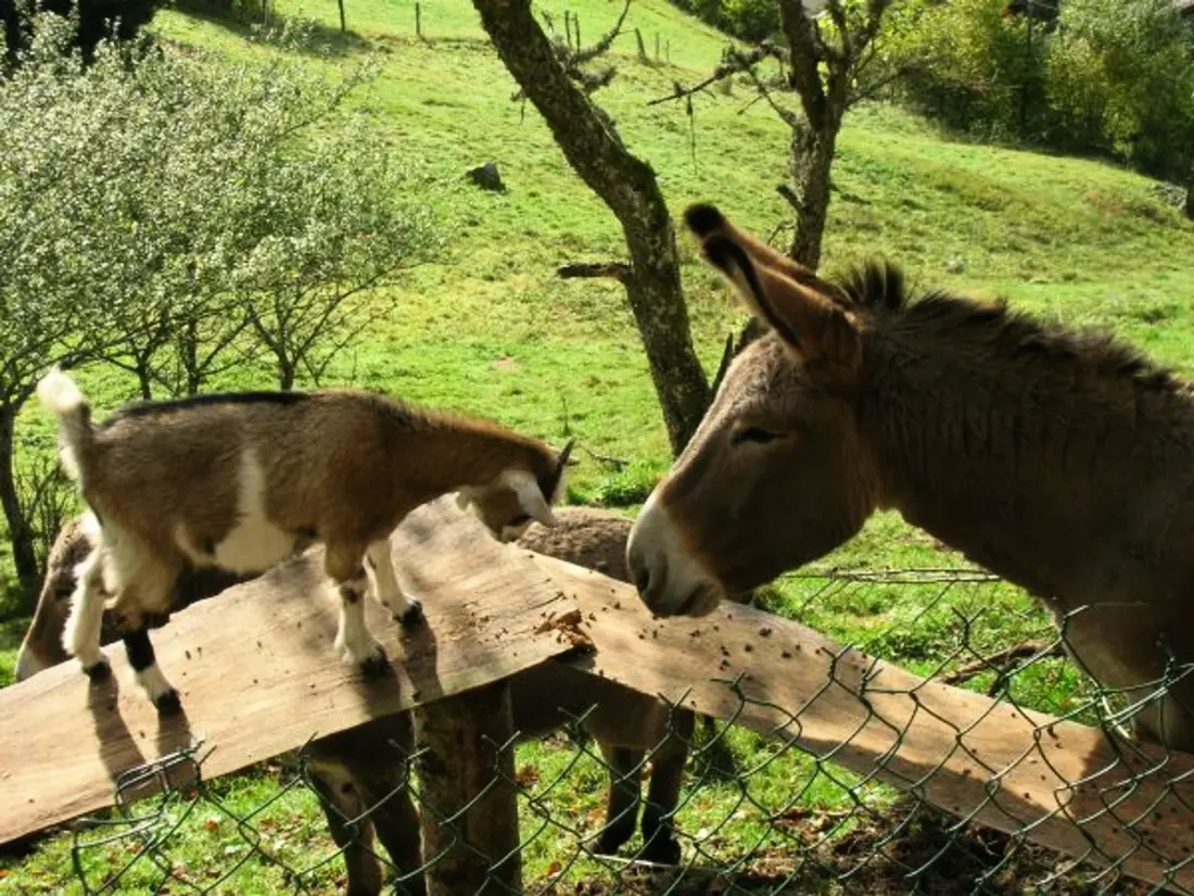 Location de Vacances Cornimont