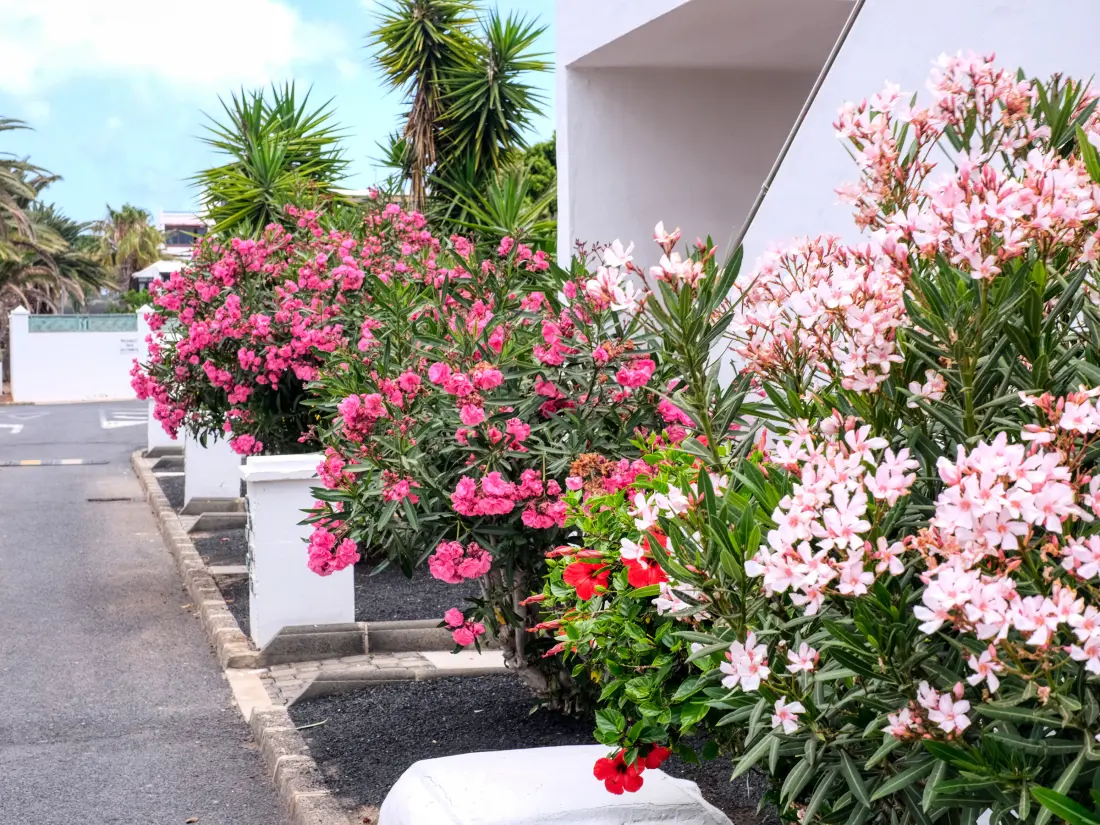 Maison de Vacances Costa Teguise 57