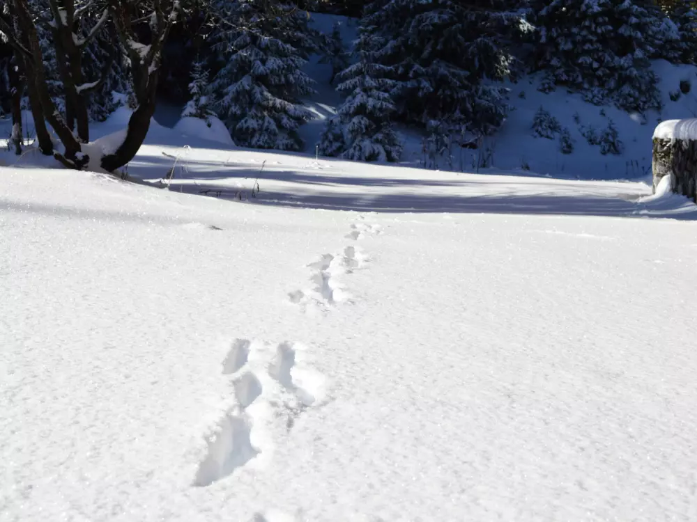 Location de Vacances Courchevel 148