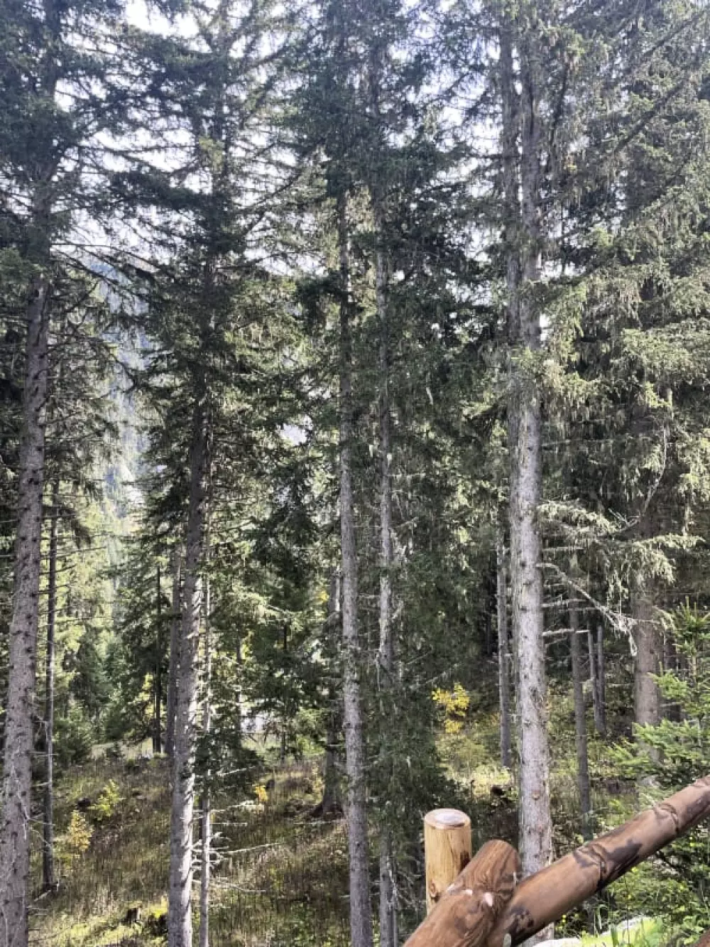 Studio Cosy En Pleine Nature Proche Des Pistes