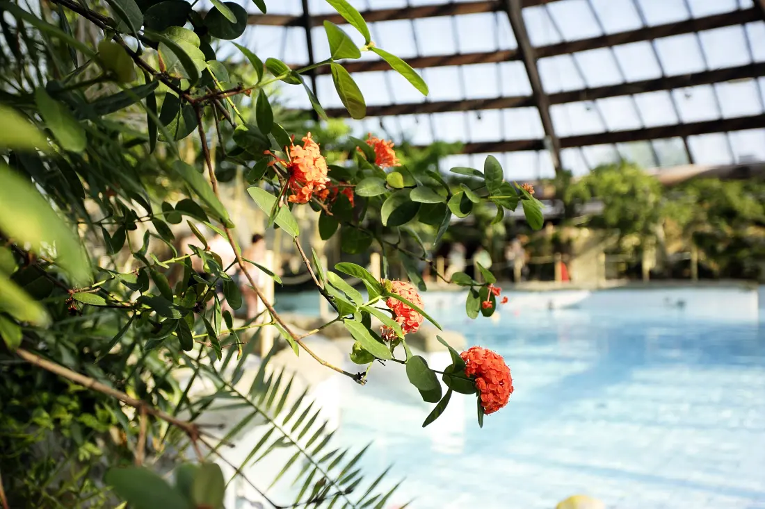 Domaine De Huttenheugte Center Parcs