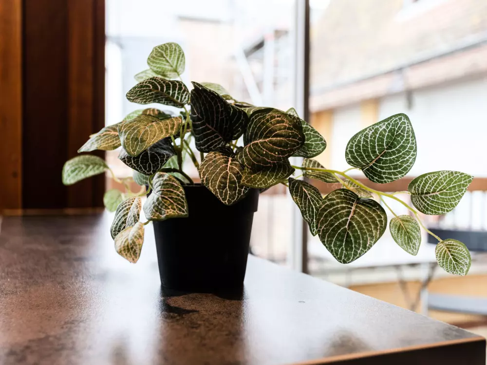 Résidence Les Cigognes