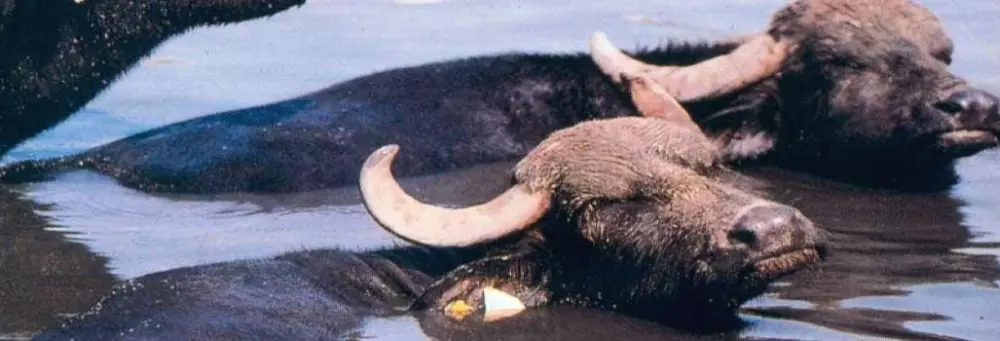 Campeggio Villaggio Paestum 4 étoiles★★★★