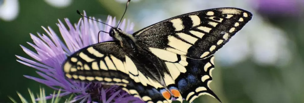 Campeggio Villaggio Paestum 4 étoiles★★★★