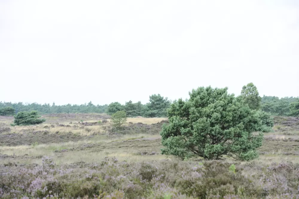 RCN Vakantiepark de Jagerstee 4 étoiles★★★★