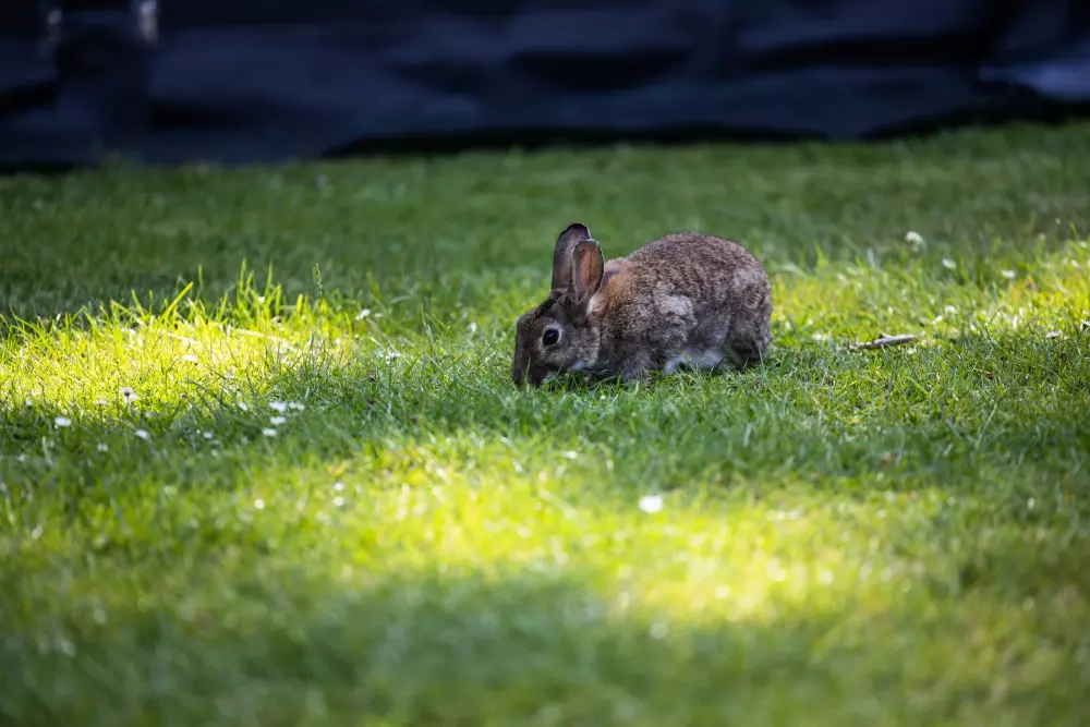 RCN Vakantiepark de Jagerstee 4 étoiles★★★★