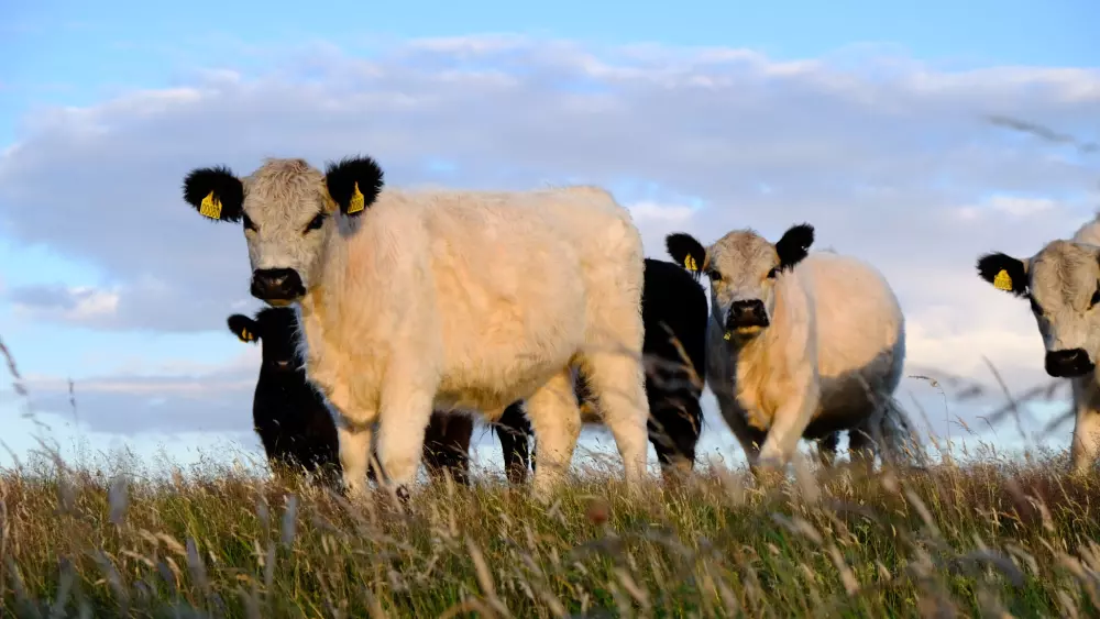 Feddet Strand Resort 5 étoiles★★★★★