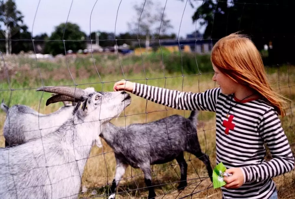 Feddet Strand Resort 5 étoiles★★★★★