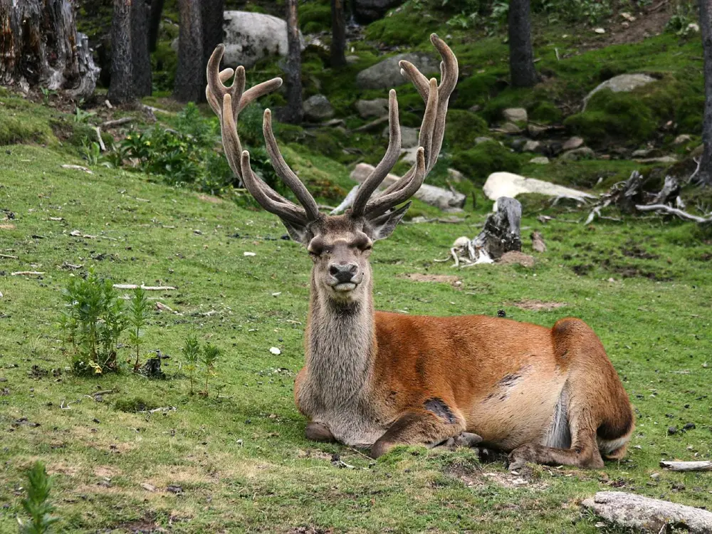 Location de Vacances Font-Romeu-Odeillo-Via 30