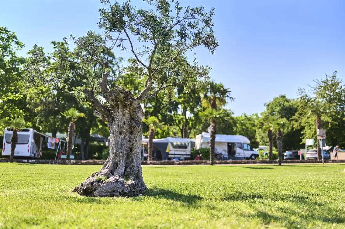 Camping Zelena Laguna4 étoiles★★★★