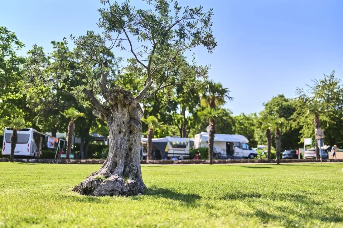 Camping Zelena Laguna4 étoiles★★★★