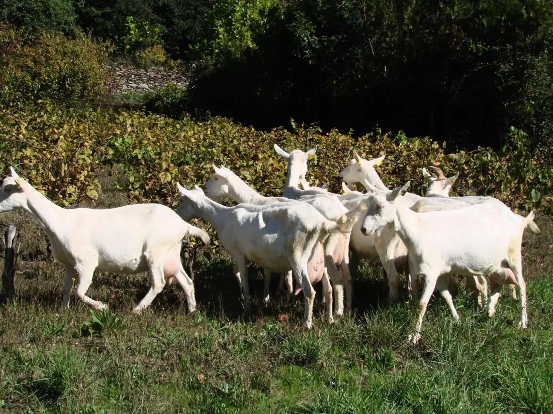Gîte de France Gîte pelegrine - 2/3 personnes 3 épis