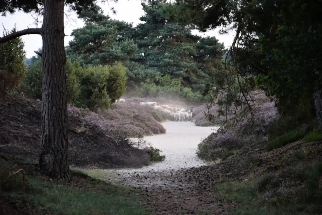 Camping het Horstmannsbos