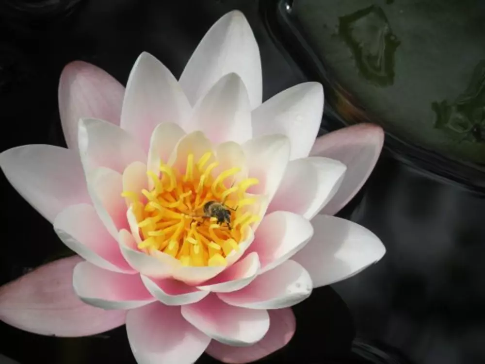 Maison de Vacances GERARDMER 25