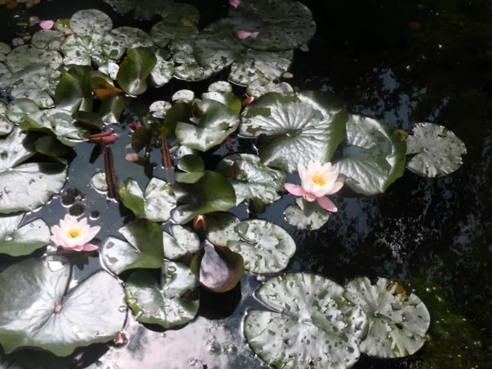 Maison de Vacances GERARDMER 25