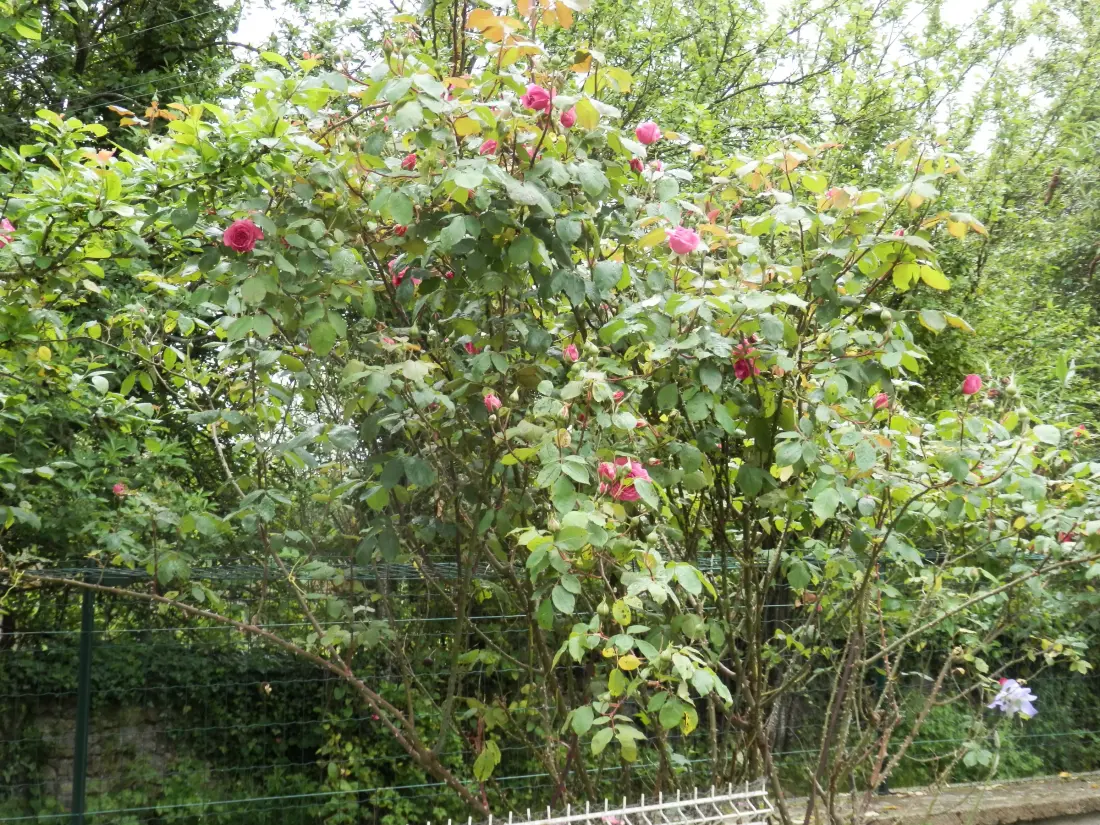 Maison de Vacances Gournay 6