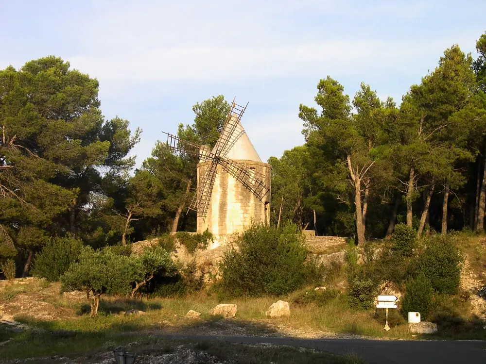 Flower Camping Les Micocouliers 3 étoiles★★★
