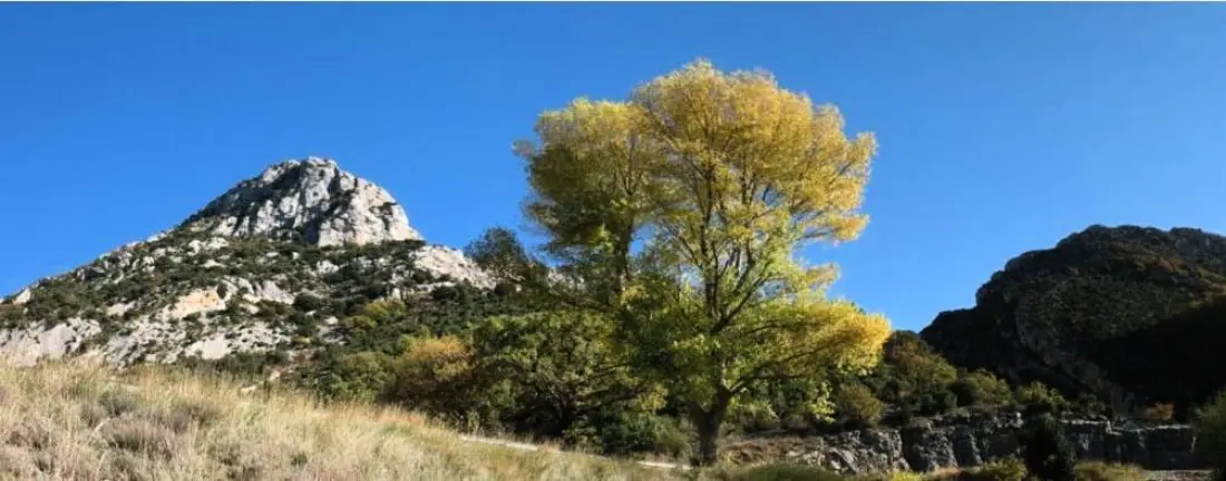 Camping La Pinède 4 étoiles★★★★