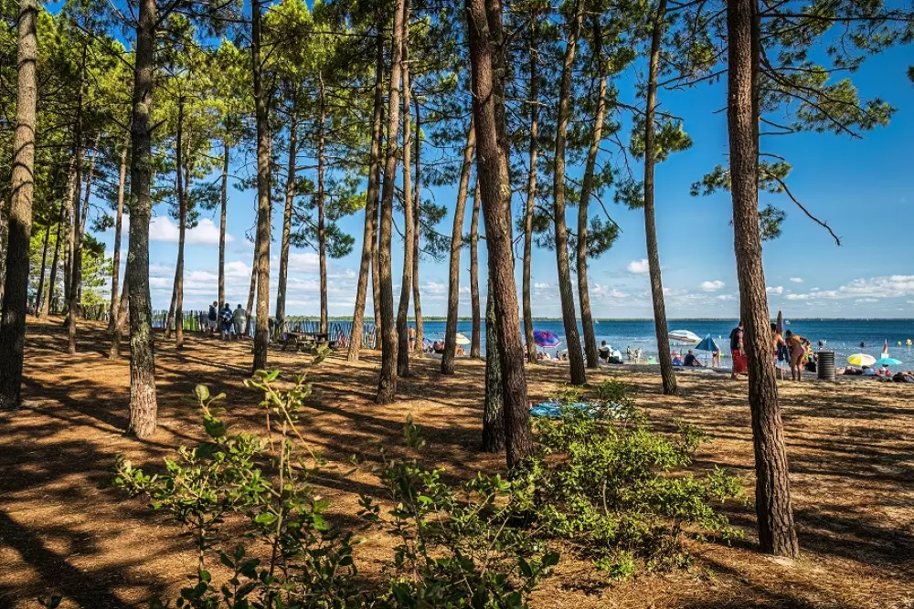 Camping L'Orée du Bois 41 étoiles★