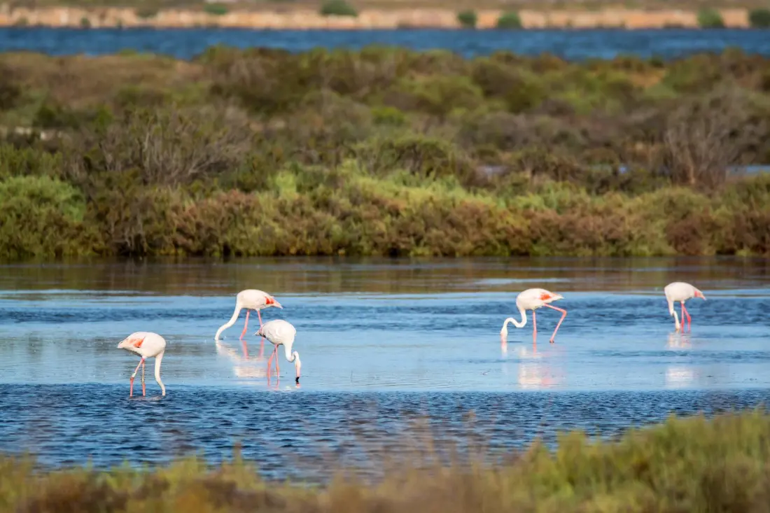 Résidence Le Castel-hyeres