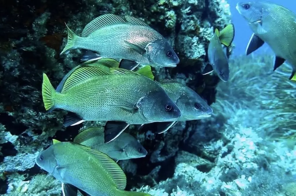 Résidence Le Zodiaque Ii