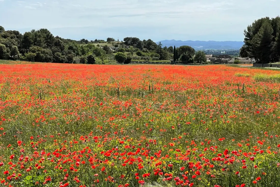 Sous Le Soleil De Provence