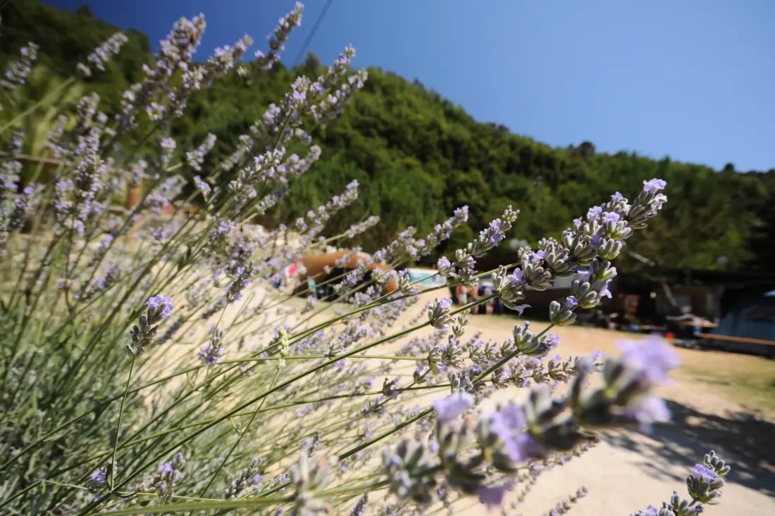Camping Delle Rose 4 étoiles★★★★