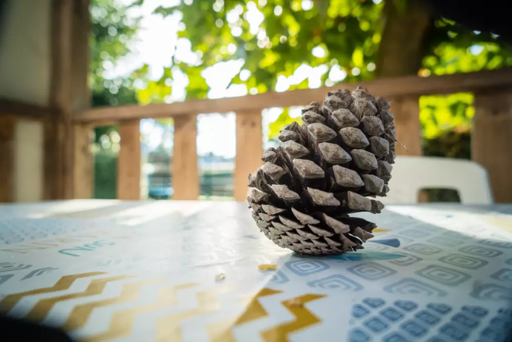 Camping Paradis La Pomme de Pin 41 étoiles★