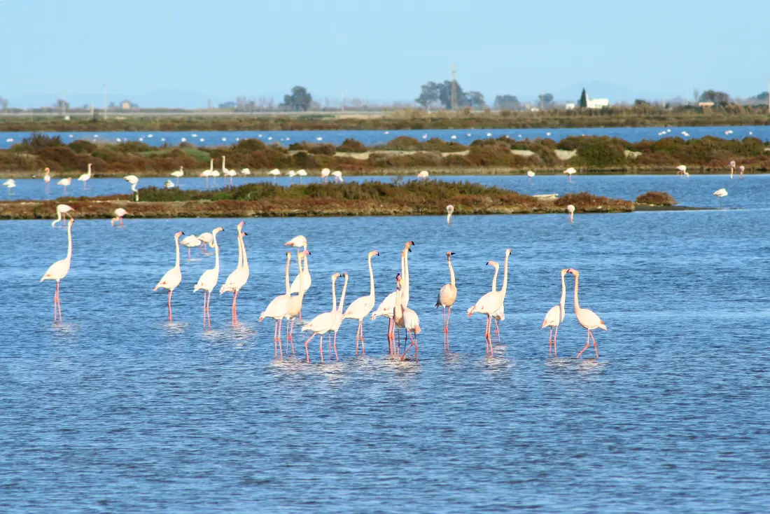 Camping Taiga Delta de l'Ebre 4 étoiles★★★★