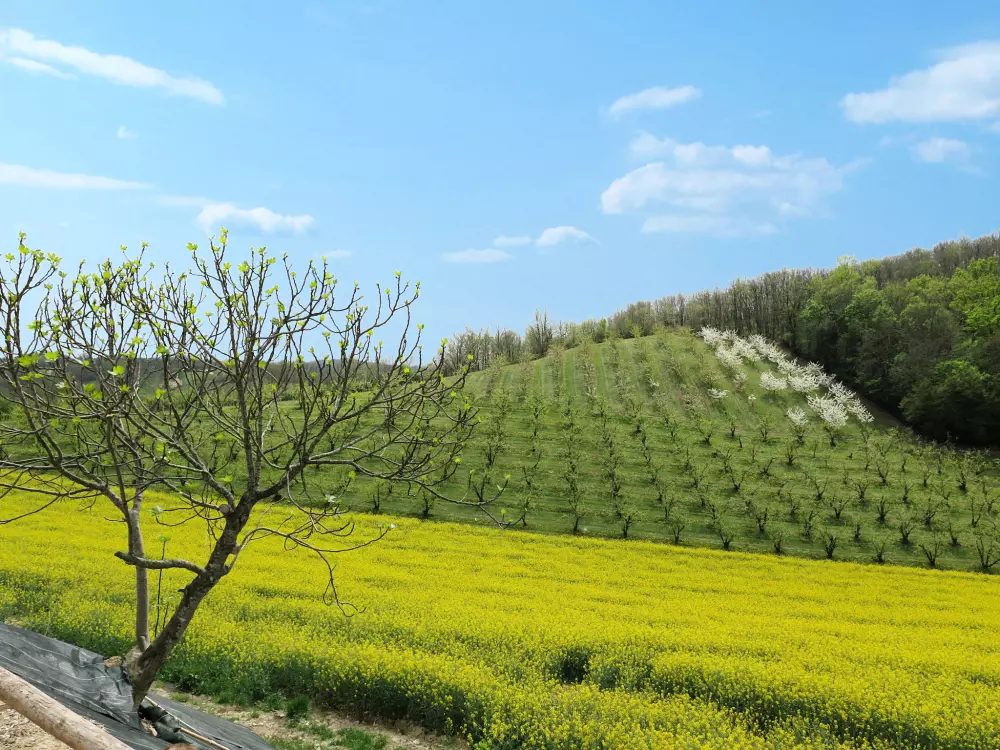 Maison de Vacances L'Honor-de-Cos