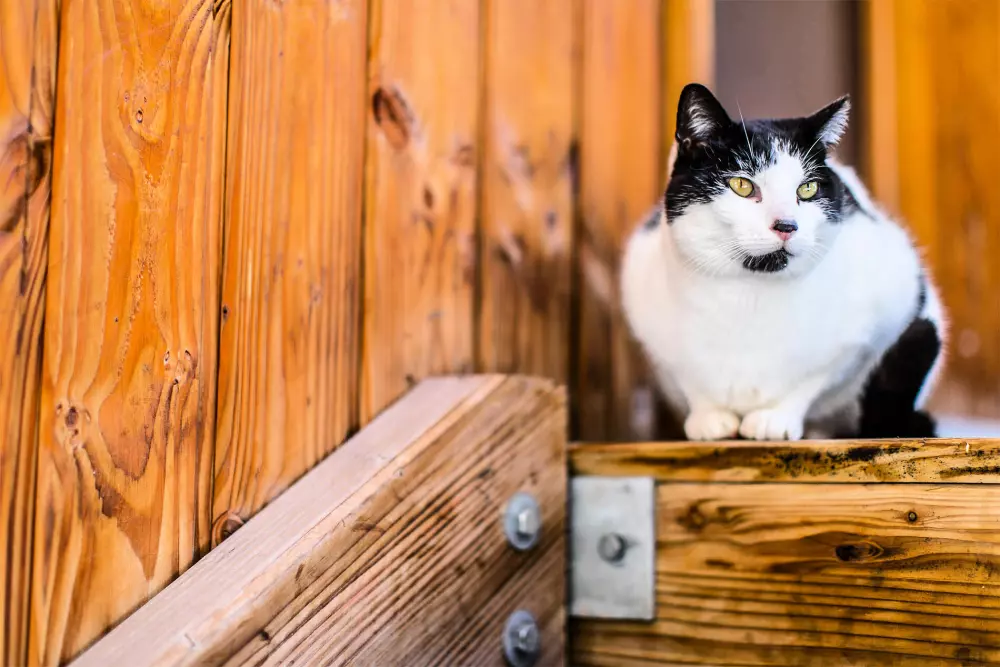 Résidence Les Chalets du Berger Premium 3 étoiles★★★