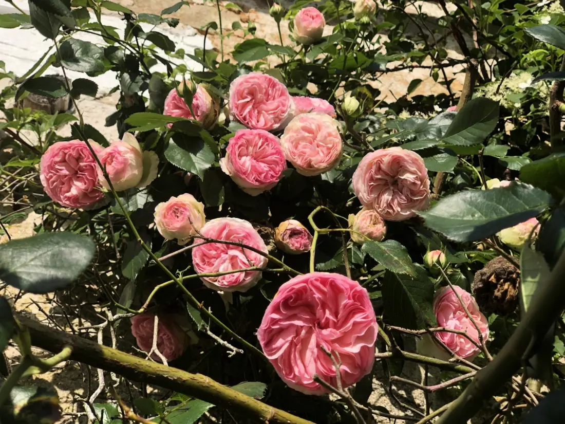 Gîte de France L'orangerie 4 épis