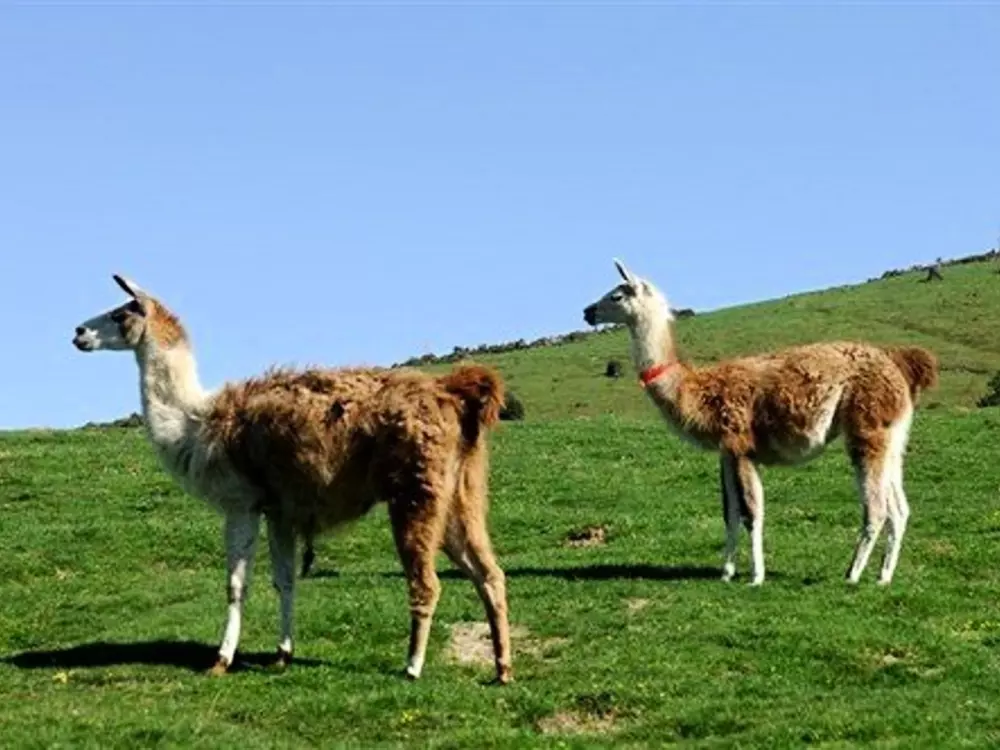 Location de Vacances La Mongie 638