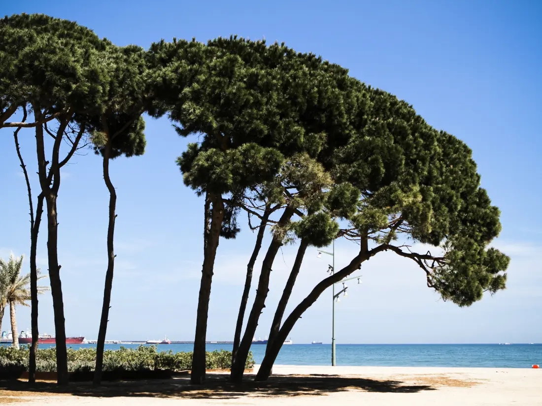Location de Vacances La Pineda 155