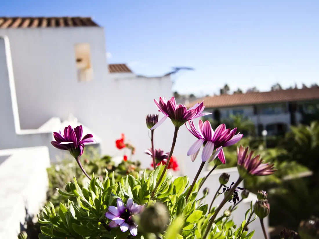 Location de Vacances La Pineda 183