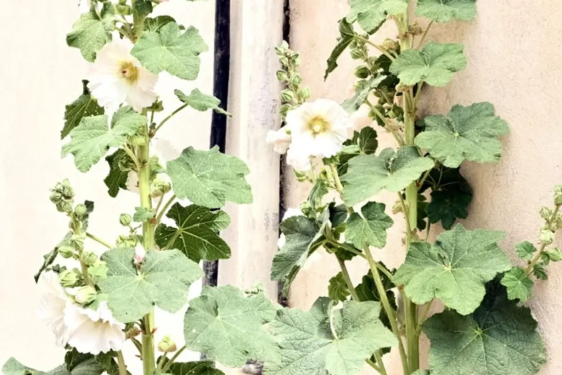 Studio Lumineux Au Cœur Du Vieux Marché