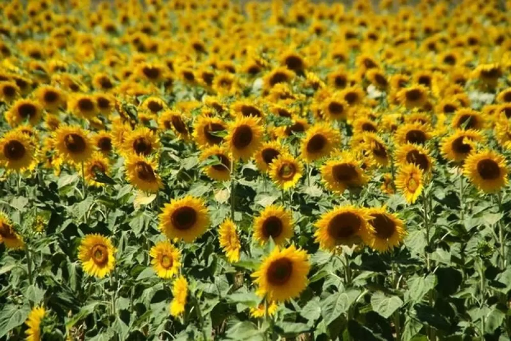 Le Camp de Florence 4 étoiles★★★★