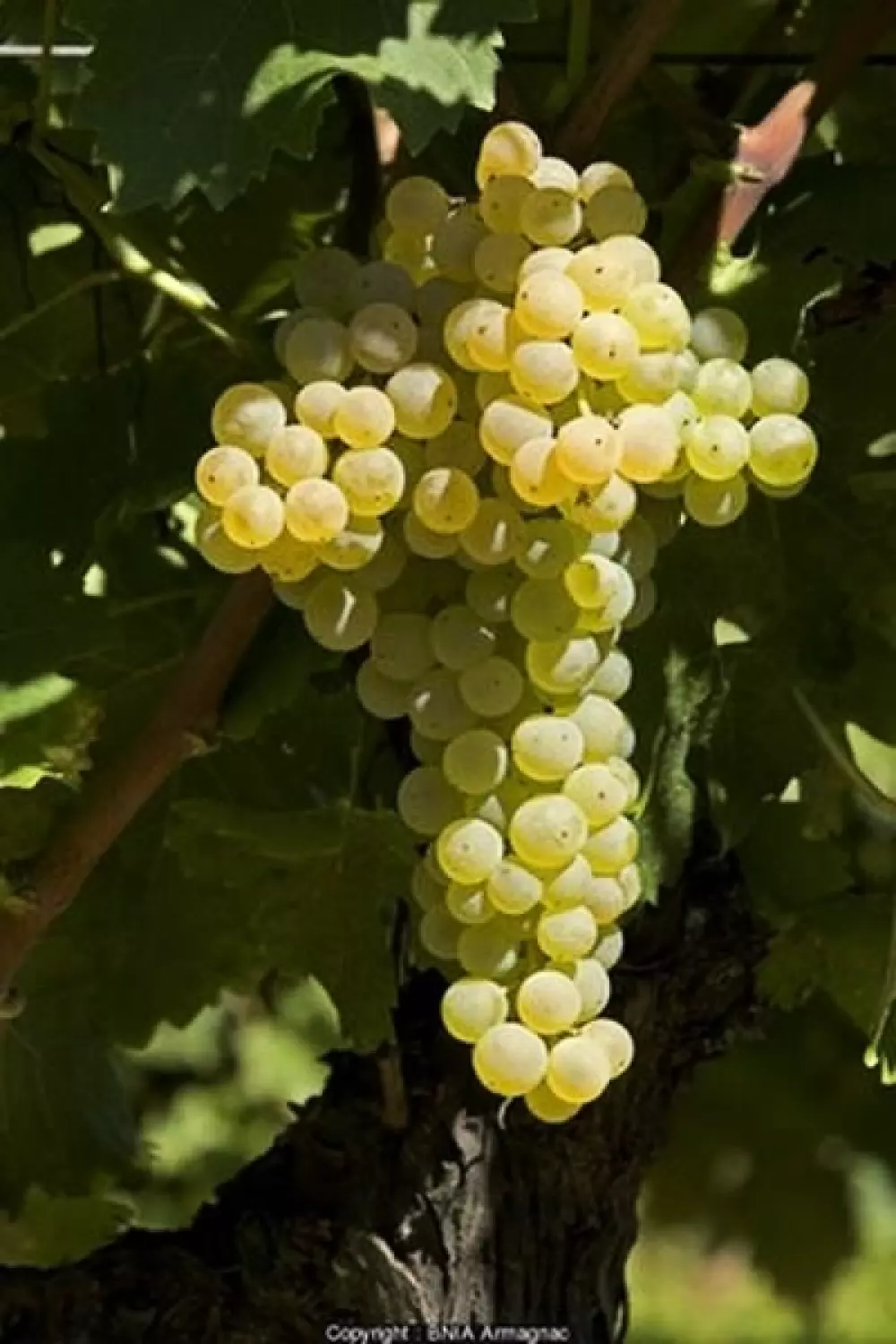 Le Camp de Florence 4 étoiles★★★★