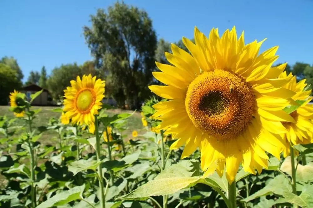 Le Camp de Florence 4 étoiles★★★★