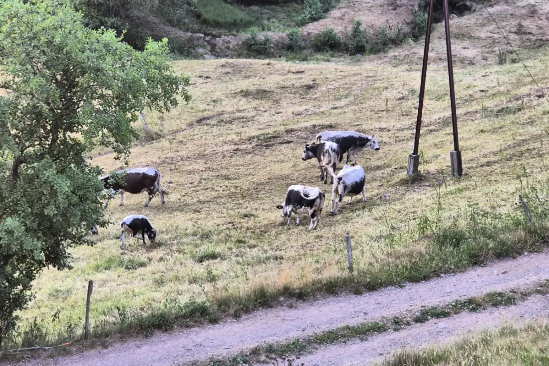 Le Brézouard 7 Personnes Calme/fraicheur