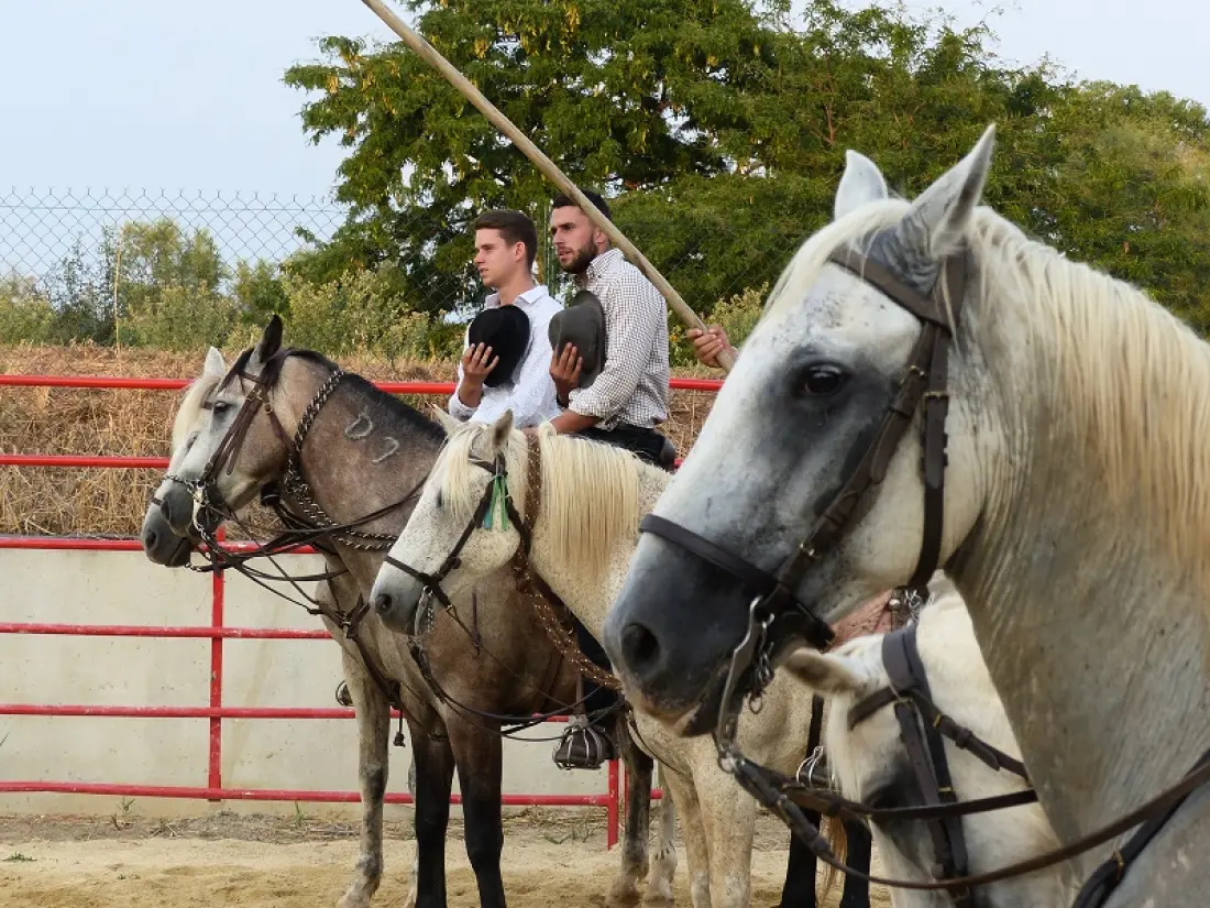 Camping Le Camarguais 4 étoiles★★★★