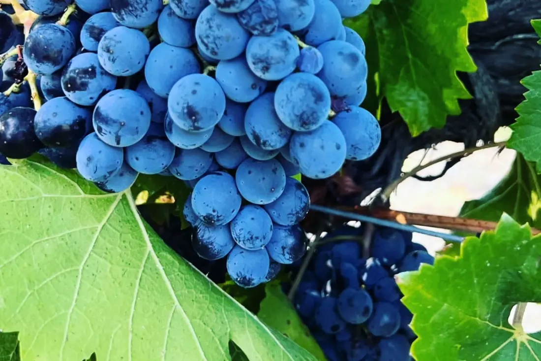 Maison Des Vignes : Piscine Et Charme à Lauris