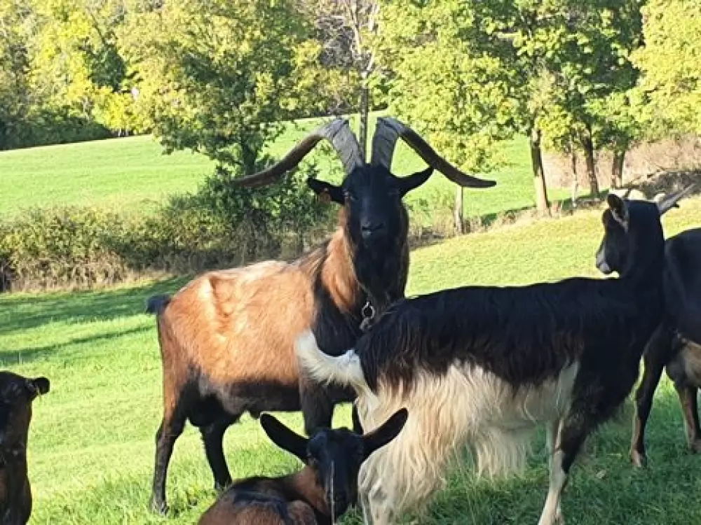 Camping Les Rives D'Auzon 3 étoiles★★★