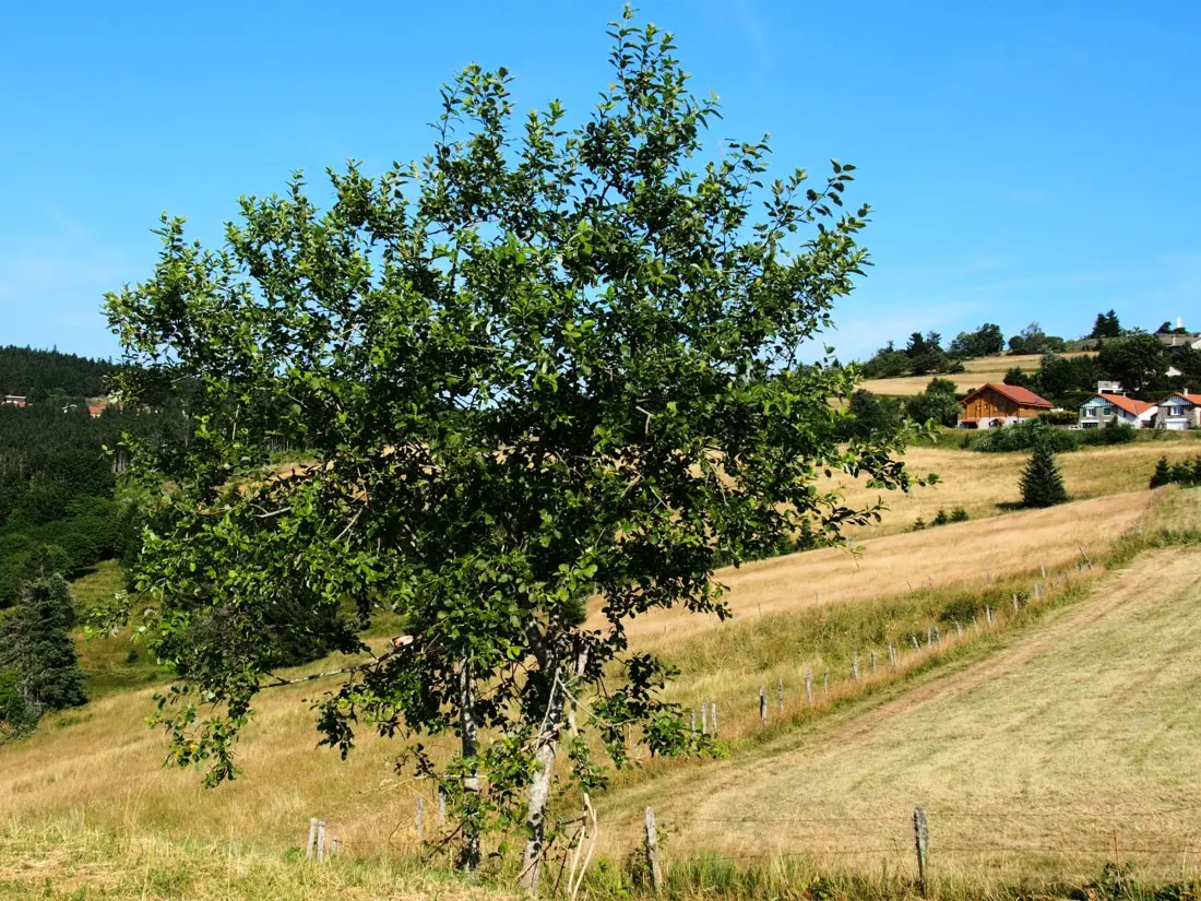 Maison de Vacances LE BESSAT