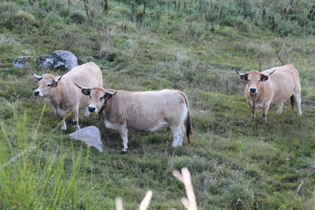 Gîte de France La maison de castanet entre aubrac et margeride 3 épis