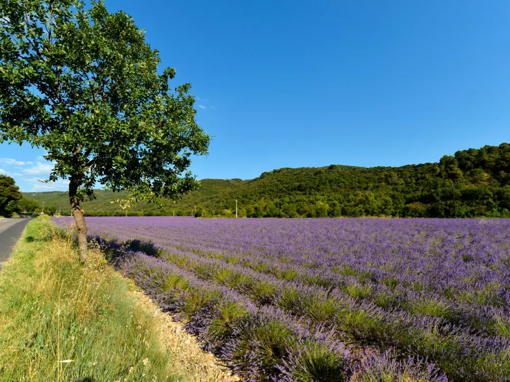 Résidence Le Mas Line