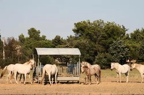 Camping Abri de Camargue 4 étoiles★★★★