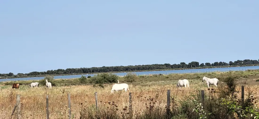 Résidence La Voile 🌊bleue : Plage 🏖️et Commerces à Pied 21 étoiles★ De France