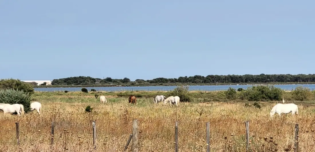 Résidence 🌊marie Galante La Plage Au Bout Du Chemin !